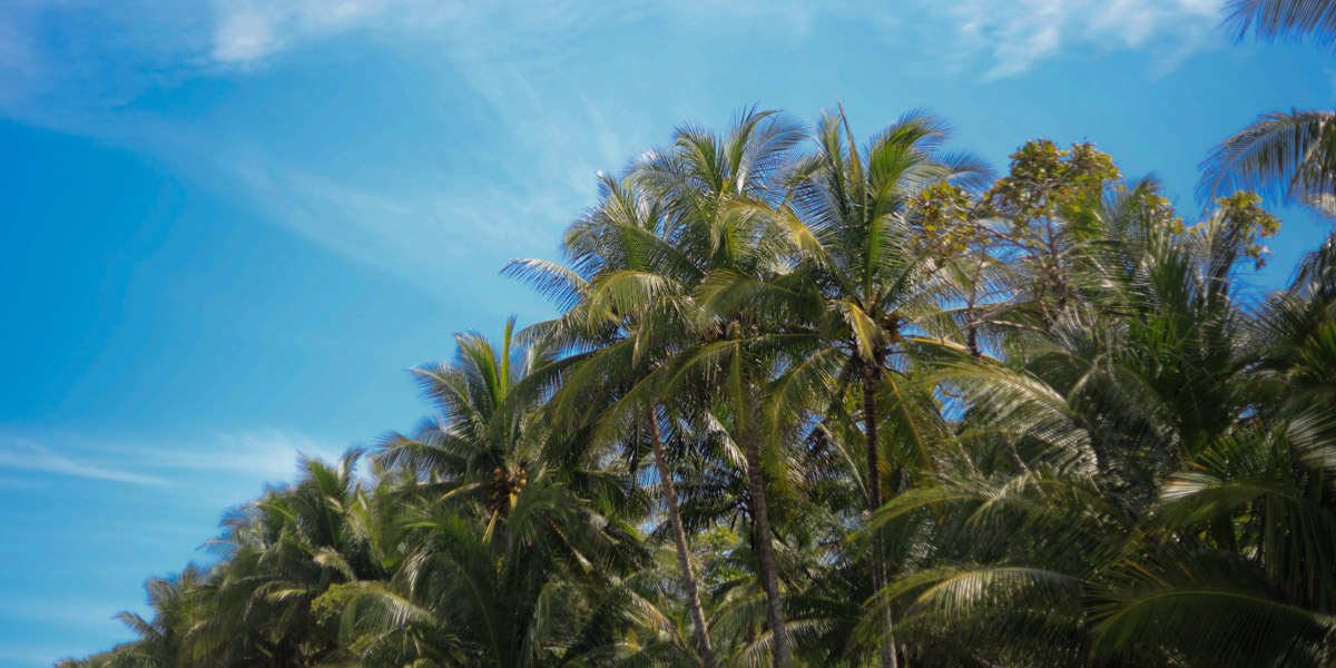 beach break apartments costa rica santa teresa,santa teresa beach palmtrees & blue skies